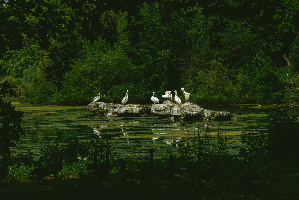 White pelicans perched on a moss-covered stone outcropping in a green pond, surrounded by dense foliage and trees in St James Park