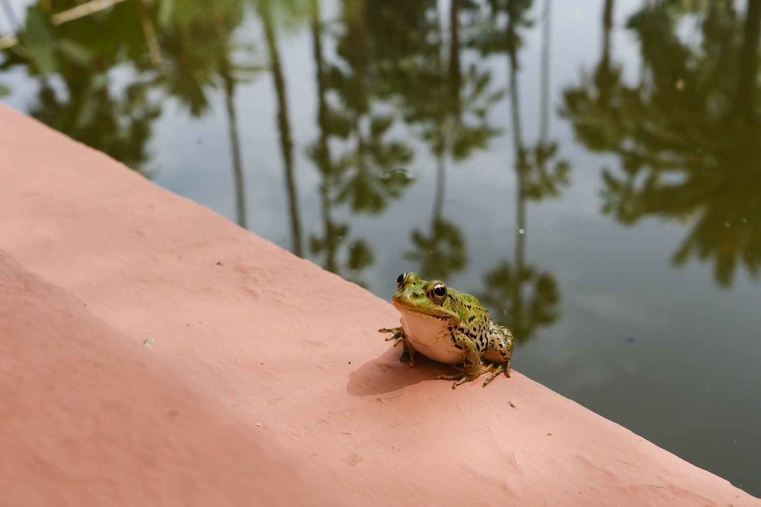 A green and yellow spotted frog sits on a terracotta surface beside still water with reflected foliage