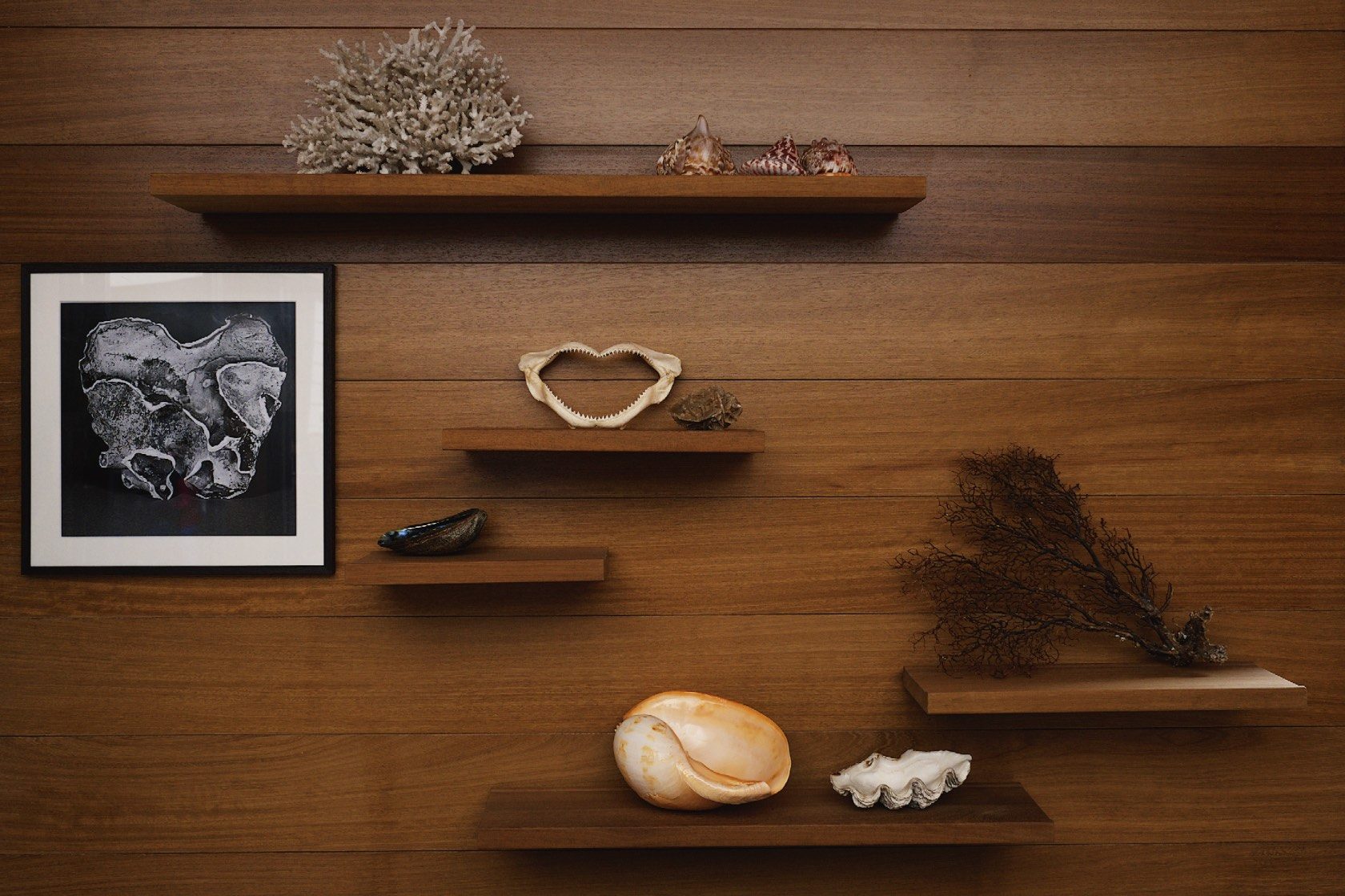 Wooden wall with floating shelves displaying shells, coral, botanical specimens, a framed black and white photograph, and dried seaweed.
